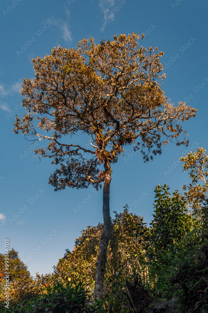 Vigorous tree with blue sky in the background, perfect for wallpaper and with beautiful tropical vegetation that overflows with life and invites you to joyful trips Vigorous tree with blue sky in the background, perfect for wallpaper and with beautiful tropical vegetation that overflows with life and invites you to joyful trips