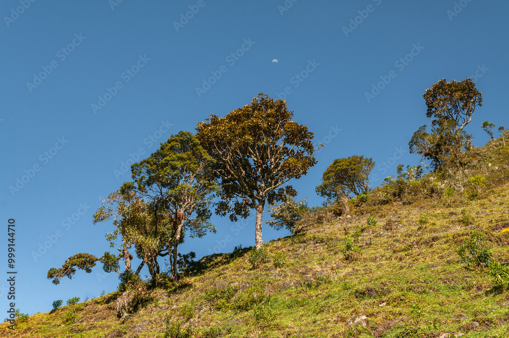 Obraz premium Vigorous trees with blue sky and the moon in a day landscape perfect for wallpaper and with beautiful tropical vegetation that overflows with life and invites joyful trips