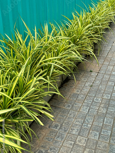 green Pandanus sanderi leaves in the garden photo