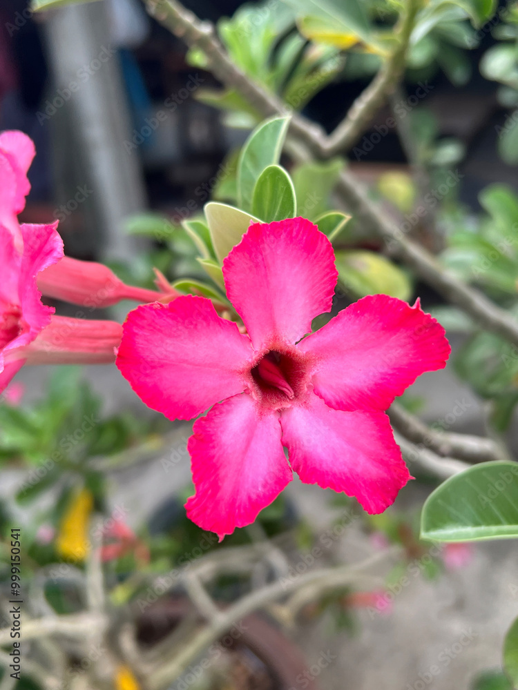 close up pink adenium obesum in nature garden close up pink adenium obesum in nature garden