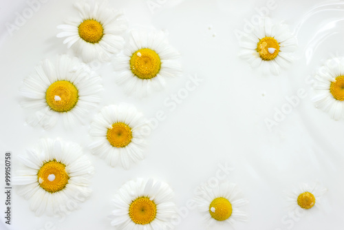 Floating flowers of daisies in milkbath. Chamomile background. Selective focus, copy space