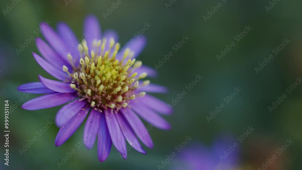 Soft focus on one aster amellus flower head in bloom, green blurred background Soft focus on one aster amellus flower head in bloom, green blurred background
