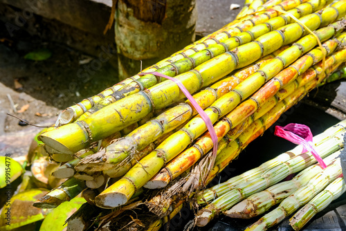 Fresh sugar cane stalks bundled tightly with pink plastic bands, showcasing vibrant green, yellow, and reddish hues, perfect for refreshing sugar cane juice sold by street vendors.