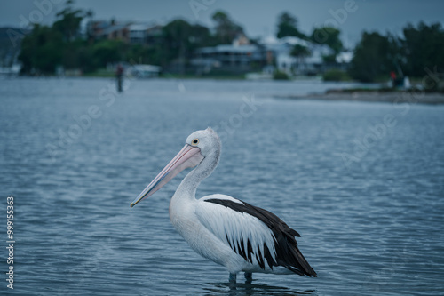 The photo shows a lakeside view located in Ken Lambkin Reserve