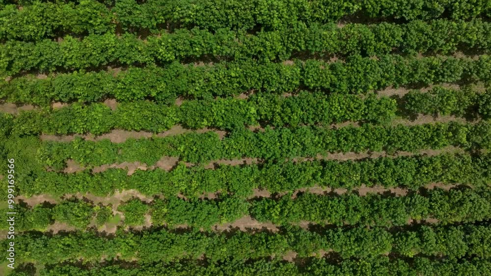 Overview of Vibrant Green Vineyard Rows During Summer in a Picturesque Countryside Landscape Overview of Vibrant Green Vineyard Rows During Summer in a Picturesque Countryside Landscape