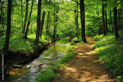 Serene forest path with stream