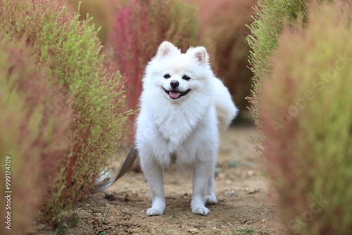 A pompitz is sitting on the trail of summer cypress at Siheung Tidal Valley Ecological Park near Siheung-si, South Korea. Pompitz is hybrid of pomeranian and spitz