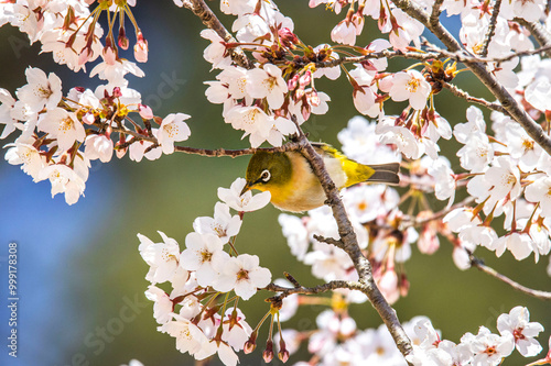 A white eye(Zosteropidae) are eating cherry blossoms at Gaesimsa Temple near Seosan-si, South Korea