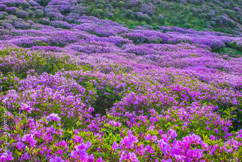 Close up of pink royal azaleas on Hwangmaesan Mt in the morning near Hapcheon-gun, South Korea