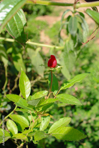 wild rose hips