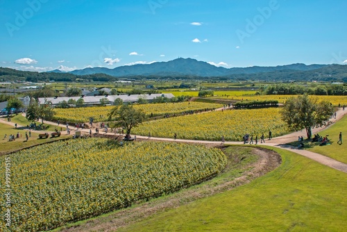 Jangnam-myeon, Yeoncheon-gun, Gyeonggi-do, South Korea - September 13, 2020: Aerial view of tourists and sunflowers field at Yeoncheon Horogoru photo