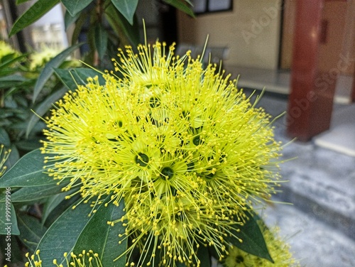 Xanthostemon chrysanthus or Santos lemon flower is a popular garden plant with striking yellow blooms, commonly known as the Golden Penda tree, which is a tree species found growing naturally. photo