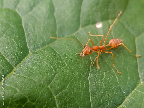 A close-up of a single red ant crawling on a green leaf, showcasing its intricate details and vibrant colors.
