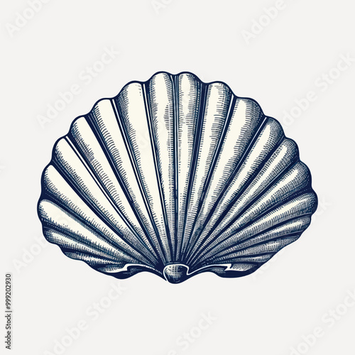 Vintage seashell illustration art