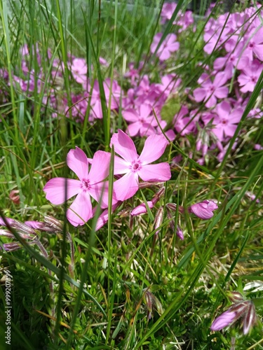 Bright pink phlox flowers blooming in late spring