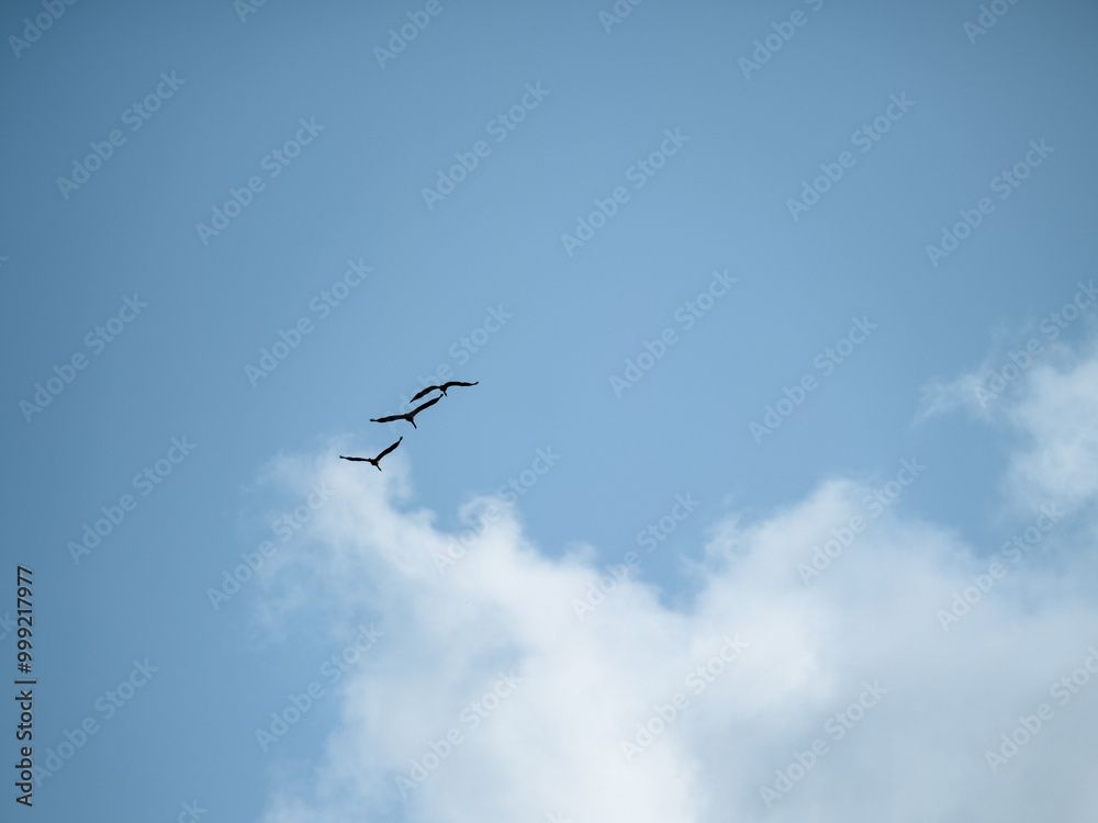 birds in flight birds in flight