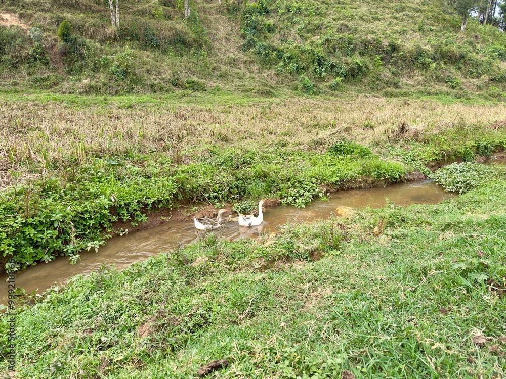 Lindo pato com seus patinhos se alimentando com fundo da natureza. Lindo pato com seus patinhos se alimentando com fundo da natureza.