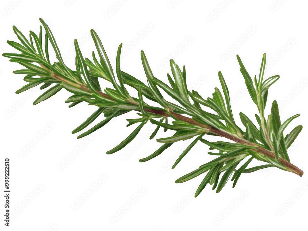 Natural Rosemary Branch, Herbal Ingredient for Health and Wellness, Aromatic Plant on Transparent Background Natural Rosemary Branch, Herbal Ingredient for Health and Wellness, Aromatic Plant on Transparent Background