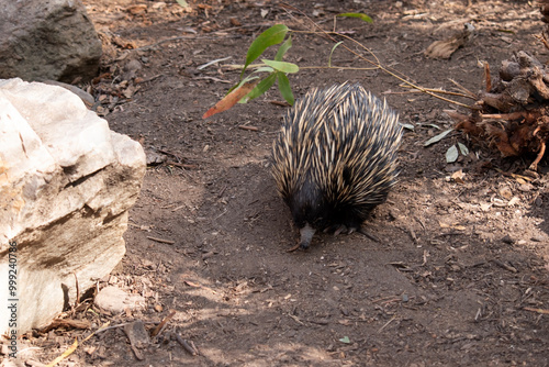 The short nosed echidna has strong-clawed feet and spines on the upper part of a brownish body.