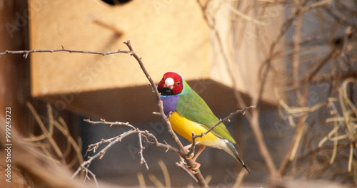 The gouldian  finch is a small bird, with a bright green back, yellow belly and a purple breast. The facial colour is usually black. photo