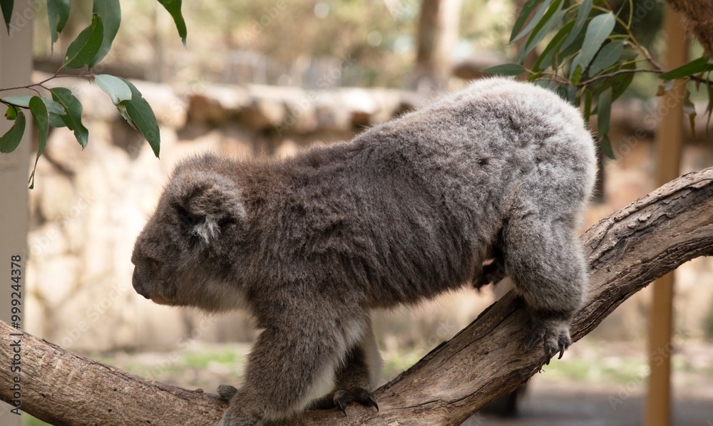 Fototapeta premium the Koala has a large round head, big furry ears and big black nose. Their fur is usually grey-brown in color with white fur on the chest, inner arms, ears and bottom.