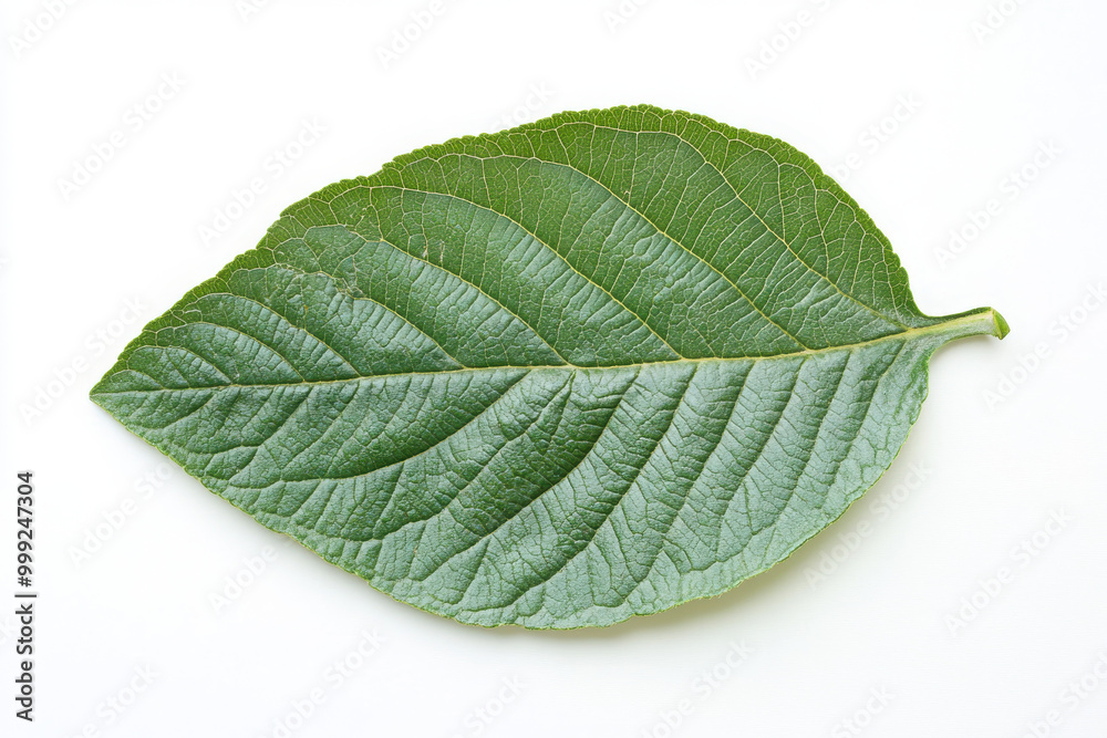 Close-up of a single green leaf with visible veins on a white background. Close-up of a single green leaf with visible veins on a white background.