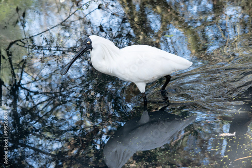 The royal spoonbill is a large white sea bird with a black bill that looks like a spoon. The royal spoonbill has yellow eyebrows and black legs photo