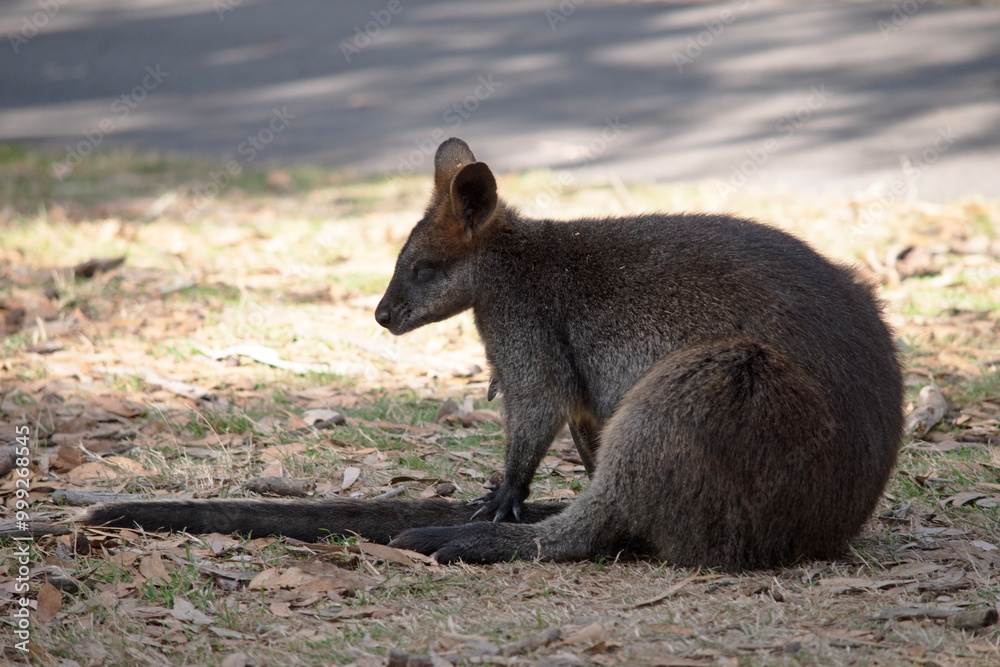 The swamp wallaby has dark brown fur, often with lighter rusty patches on the belly, chest and base of the ears. The swamp wallaby has dark brown fur, often with lighter rusty patches on the belly, chest and base of the ears.