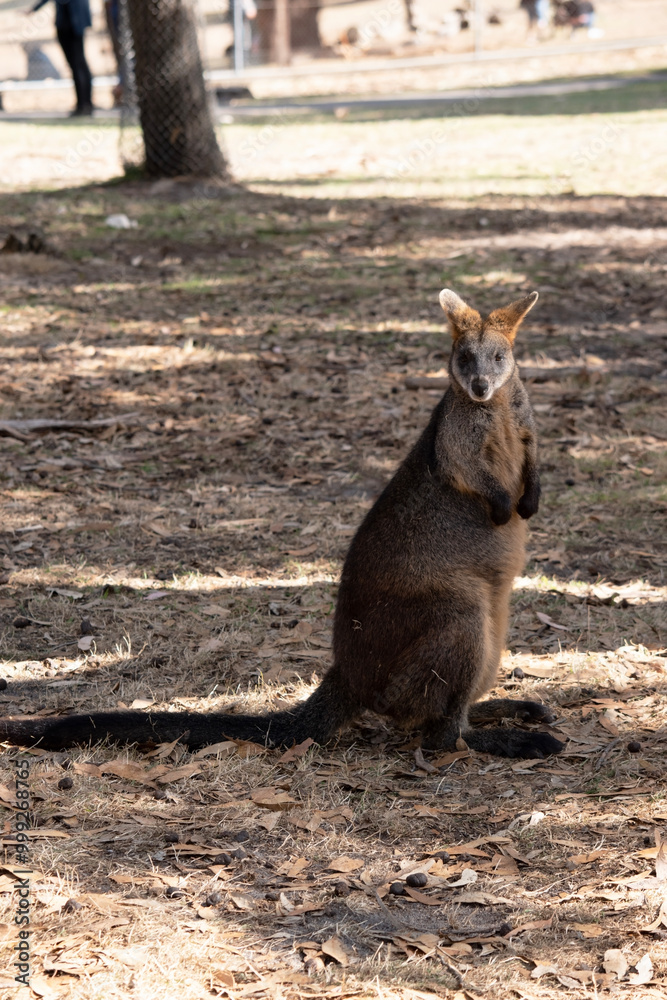 The swamp wallaby has dark brown fur, often with lighter rusty patches on the belly, chest and base of the ears. The swamp wallaby has dark brown fur, often with lighter rusty patches on the belly, chest and base of the ears.