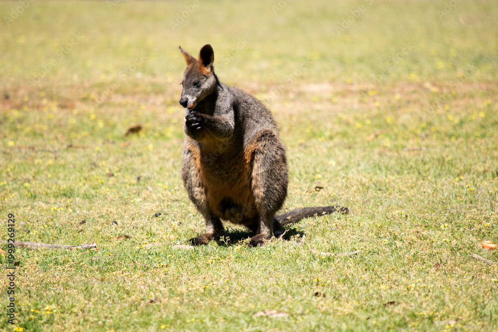 The swamp wallaby has dark brown fur, often with lighter rusty patches on the belly, chest and base of the ears. The swamp wallaby has dark brown fur, often with lighter rusty patches on the belly, chest and base of the ears.
