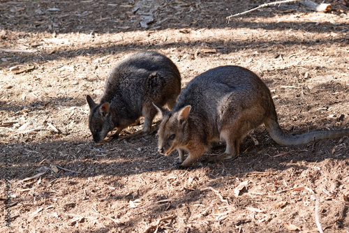 The tammar wallaby has dark greyish upperparts with a paler underside and rufous-coloured sides and limbs. photo