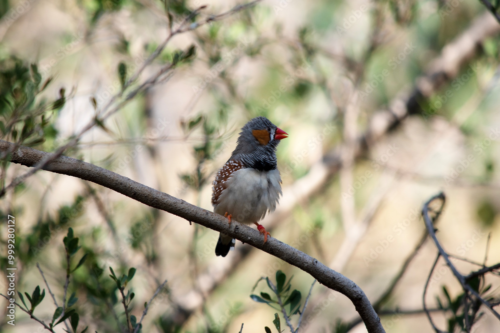 the male zebra finch has a grey body with a white under belly with a black and white tail. It has orange cheeks and black stripe on its face the male zebra finch has a grey body with a white under belly with a black and white tail. It has orange cheeks and black stripe on its face