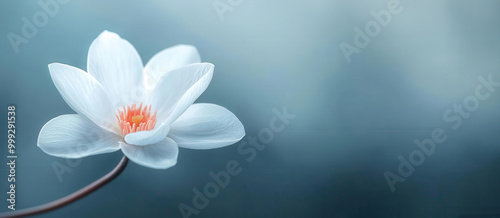 Dreamy blossom, soft petals against a hazy background