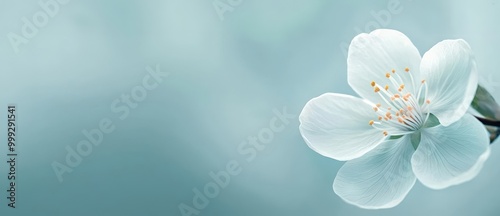 Dreamy blossom, soft petals against a hazy background