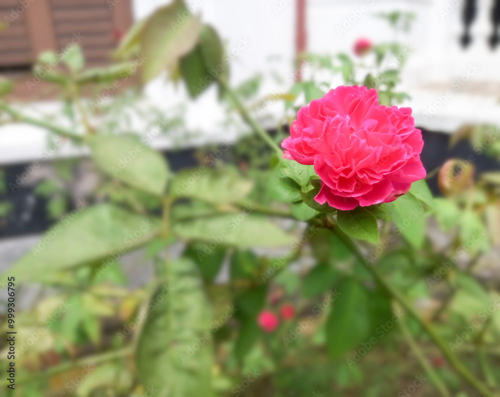 Red rose flower with clipping path, side view. Beautiful single red rose flower on stem with leaves isolated on nature background. Red rose flower with clipping path, side view. Beautiful single red rose flower on stem with leaves isolated on nature background.