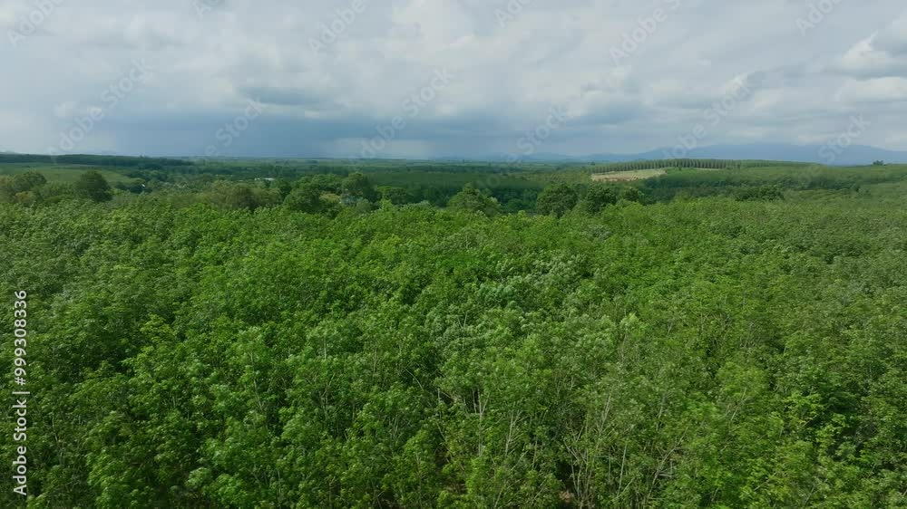 Expansive Green Forest Landscape Under a Cloudy Sky Captured in Mid-Summer With Distant Hills in the Background