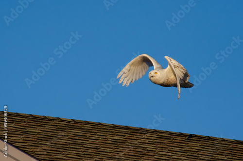 Snowy Owl in flight over a house