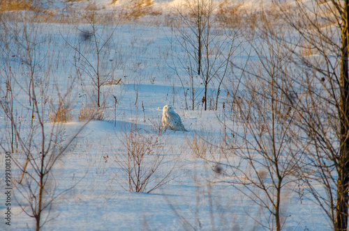 Snowy Owl sitting in a field