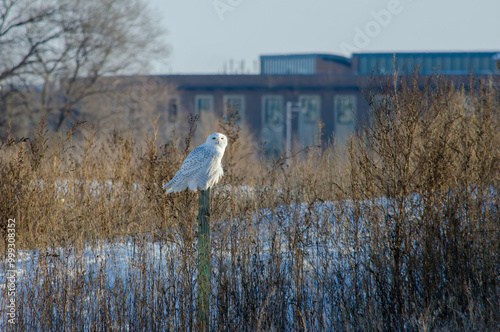 Snowy Owl sitting on a post in a field