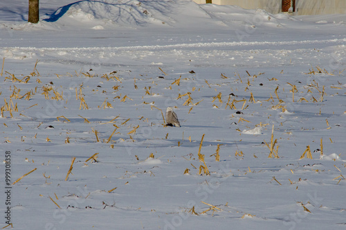 Snowy Owl sitting in a field