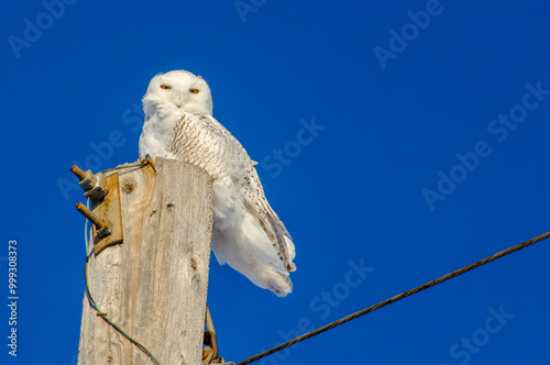 Snowy Owl sitting on a power pole