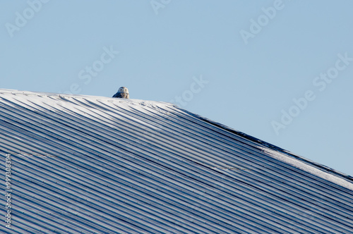 Snowy Owl sitting on the roof of a building