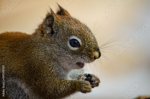 Squirrel close-up while eating seeds from a bird feeder
