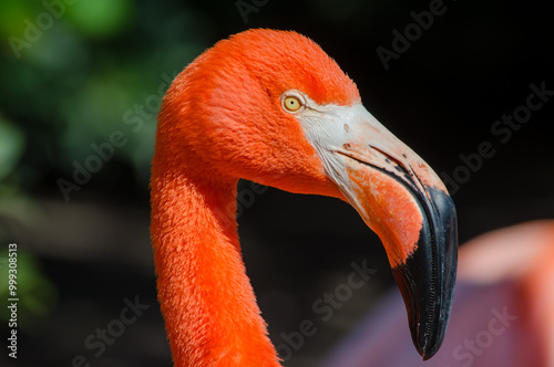 Close-up of a flamingo head in the sun