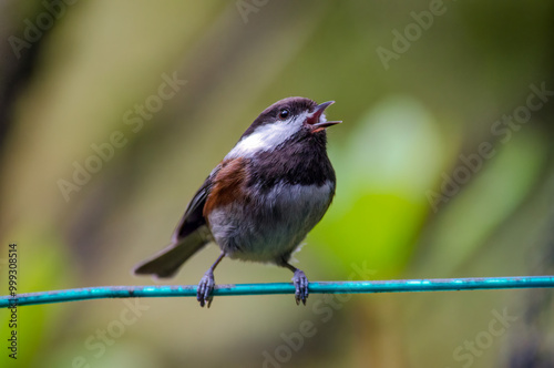 Chestnut chickadee sitting still on a wire with mouth open