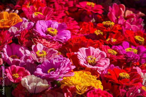 Close-up of colorful bright flower heads in a bouquet