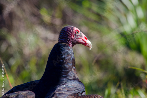 Close-up of a turkey vulture looking to the side