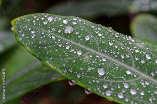Close-up of dew drops on a green leaf in nature