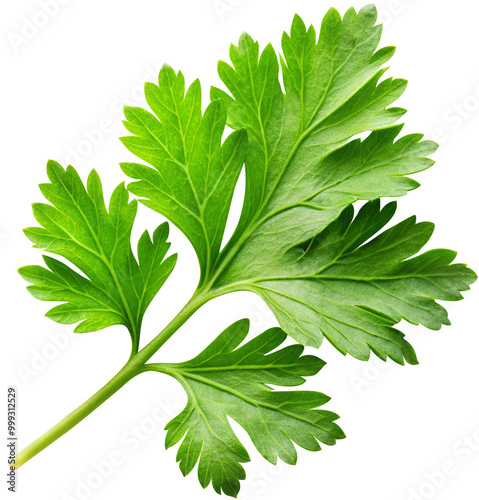 parsley leaf isolated on white background