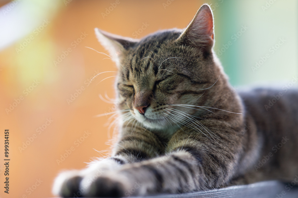 Cat portrait with grey background and green eyes Cat portrait with grey background and green eyes
